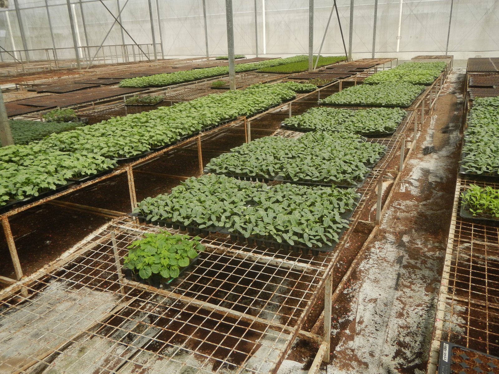 Bandejas de plantines en vivero